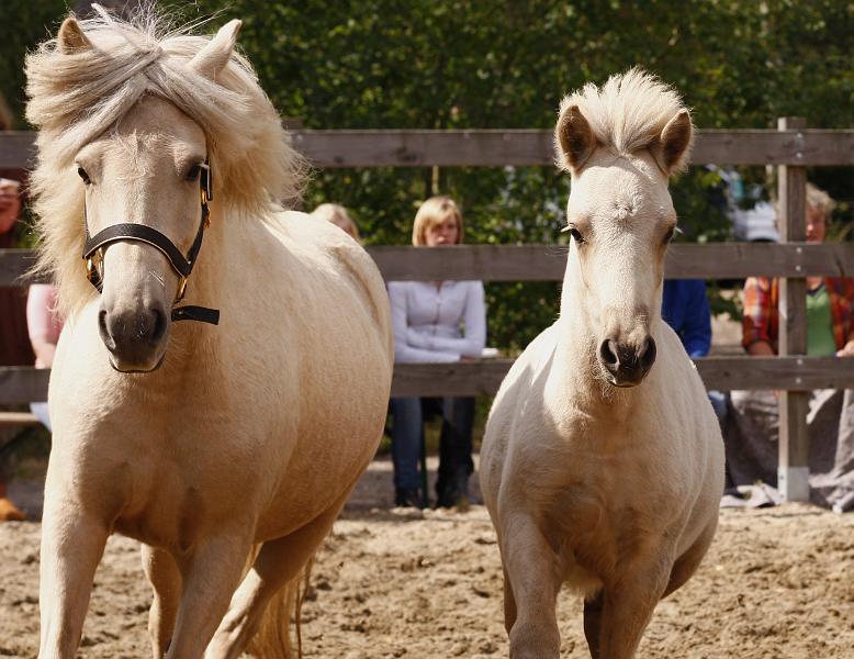 Lysir von Heidmoor d.jpg